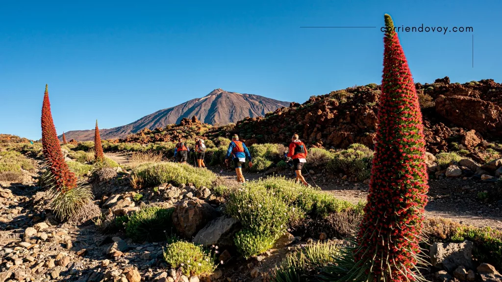 Tenerife Bluetrail