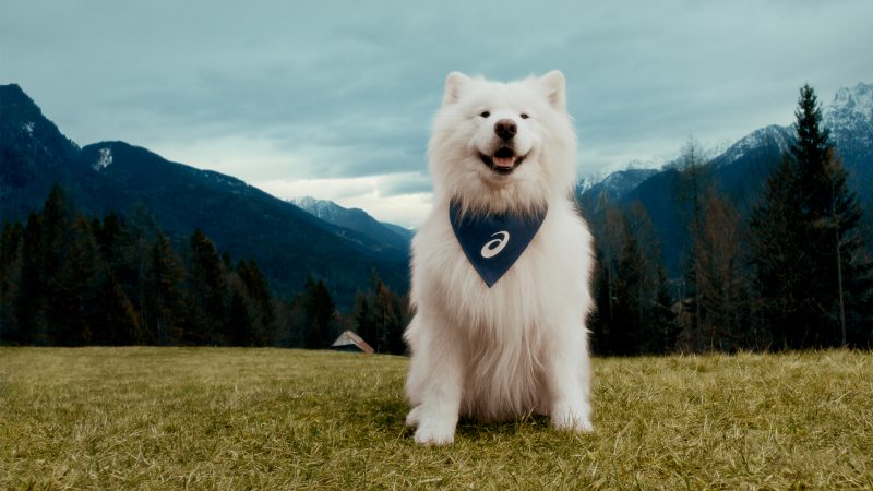Félix el Samoyedo